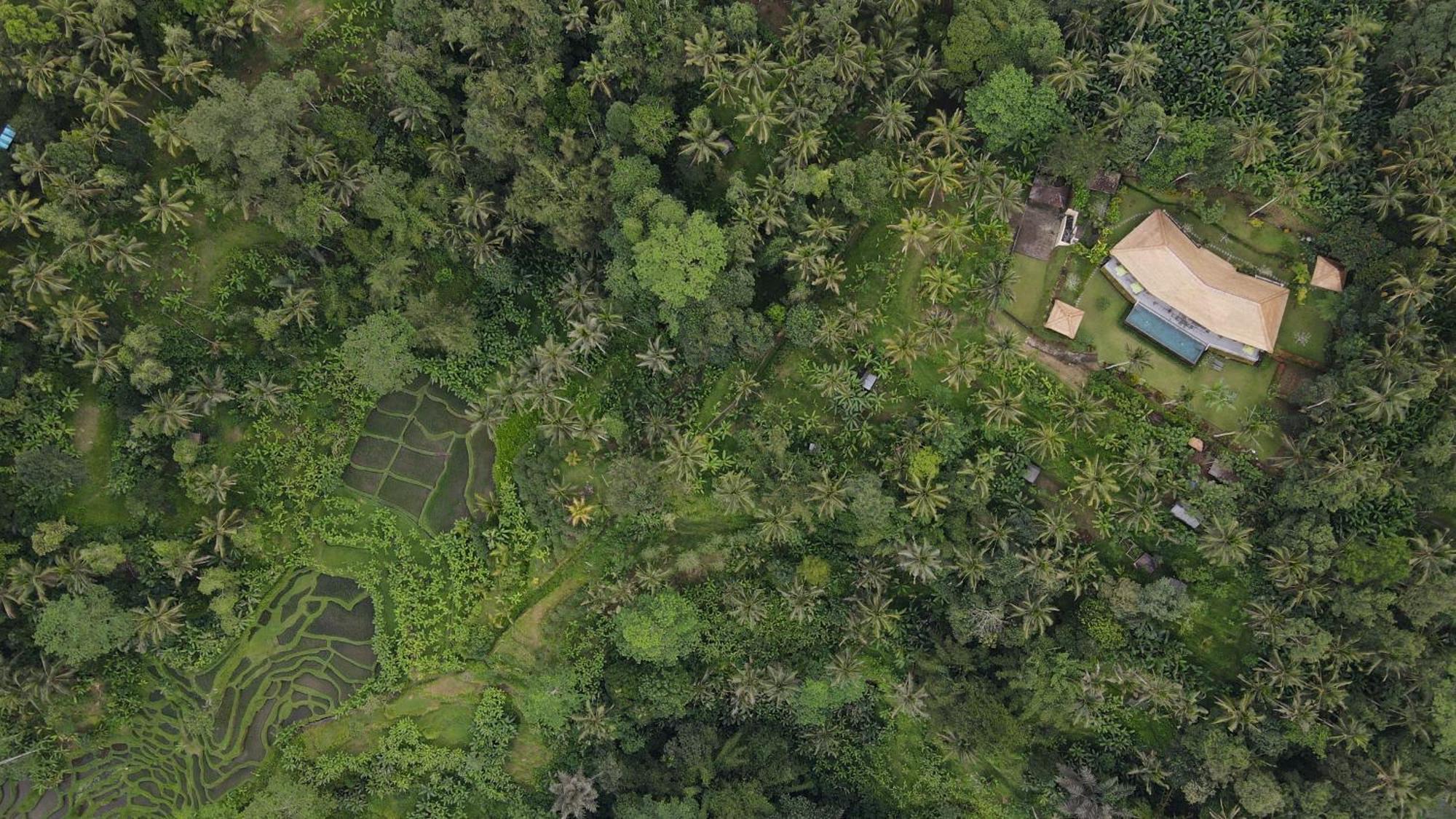 Villa Themma Jungle - Sumptuous 3Br Luxury Villa With Majestic Jungle View North Of Ubud Exteriér fotografie